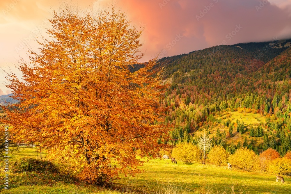 A beautiful tree in the valley of the Carpathian mountains stands covered with golden leaves A beautiful tree in the valley of the Carpathian mountains stands covered with golden leaves