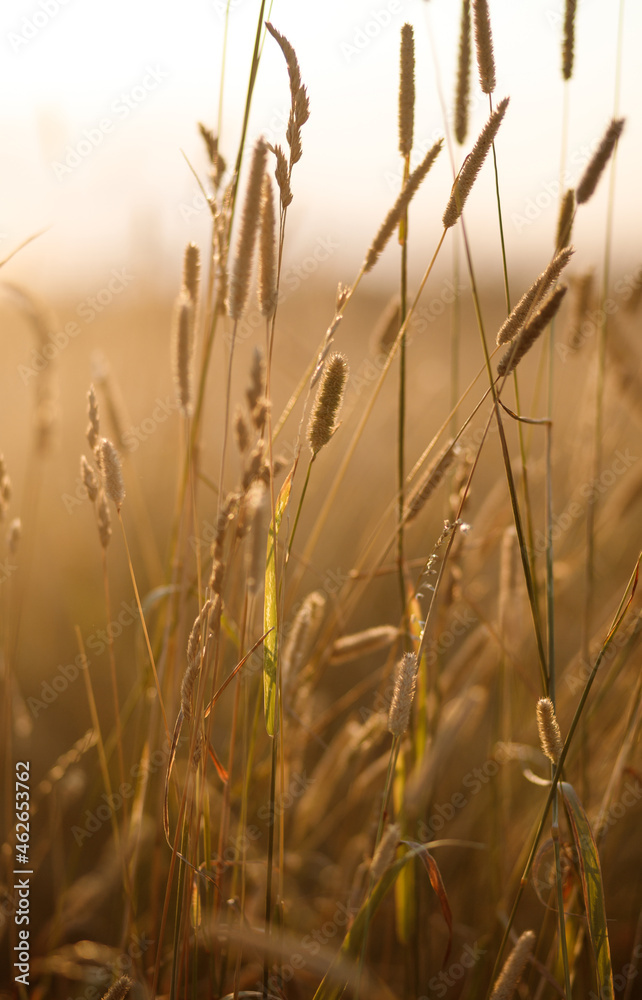Obraz premium Spikelets of wheat in the field