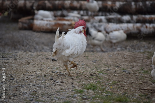An important white rooster walks through the village on the wood