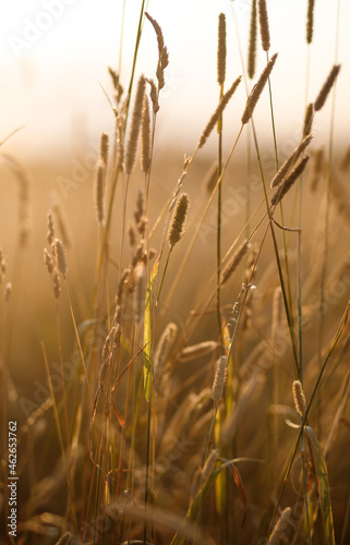 Spikelets of wheat in the field