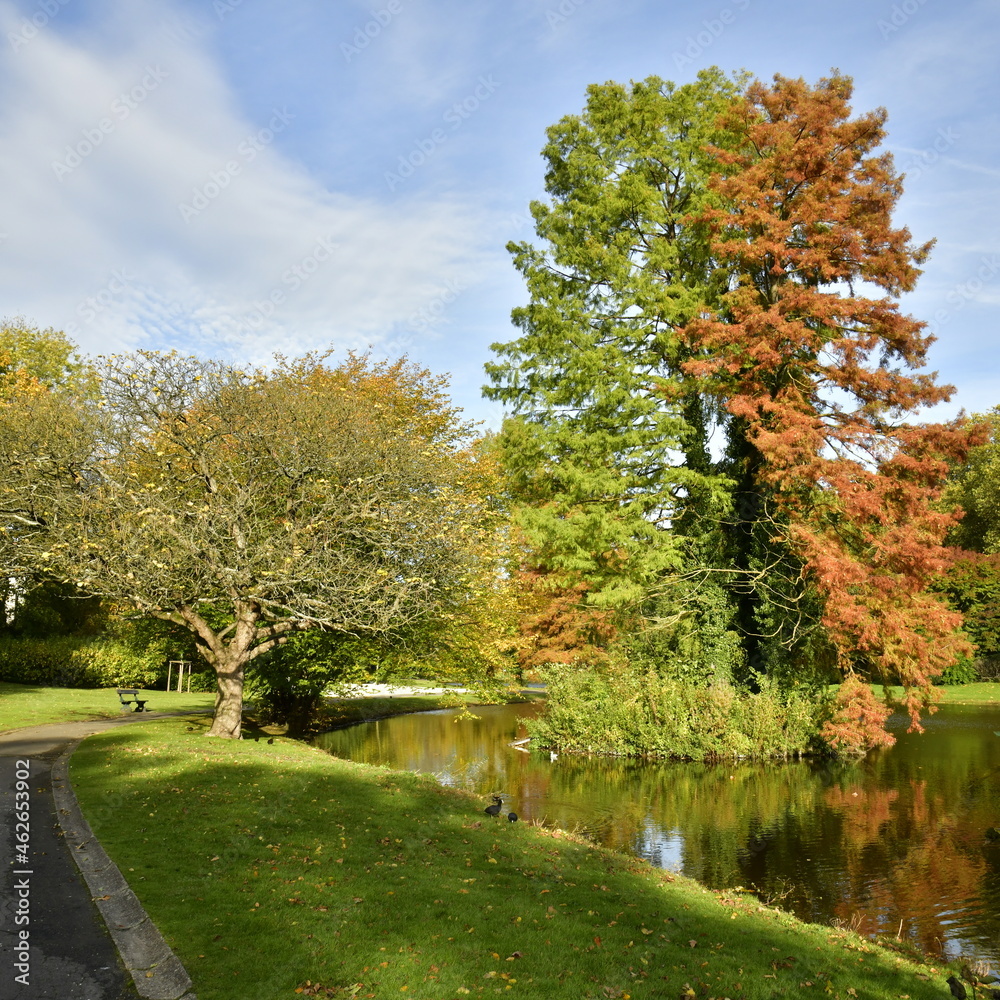 Contraste incroyable entre le vert et le brun d'une espèce de conifères en automne aux étangs du Leybeek à Watermael-Boitsfort 