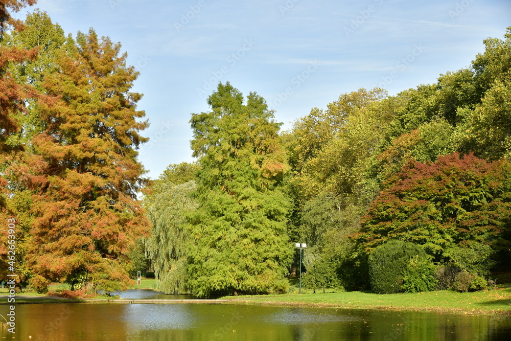Contraste incroyable entre le vert et le brun d'une espèce de conifères en automne aux étangs du Leybeek à Watermael-Boitsfort Contraste incroyable entre le vert et le brun d'une espèce de conifères en automne aux étangs du Leybeek à Watermael-Boitsfort