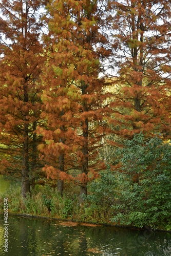 Fototapeta Naklejka Na Ścianę i Meble -  Conifères devenant brun en automne au parc des Etangs Tenreuken à Watermael-Boitsfort 