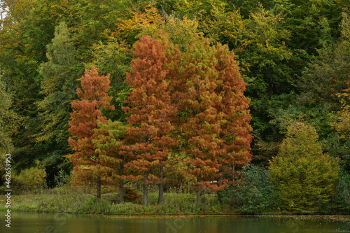 Conifères devenant brun en automne au parc des Etangs Tenreuken à Watermael-Boitsfort 
