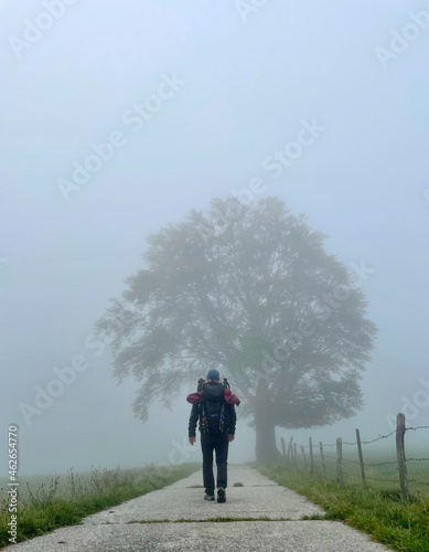 Wanderer von hinten vor einem Baum im Nebel