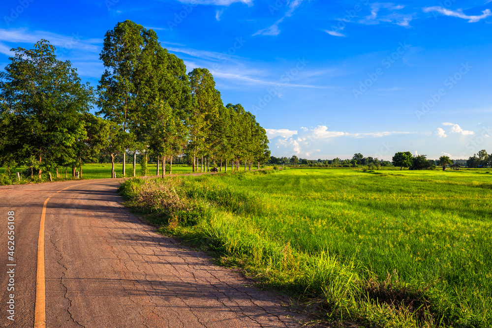 Green rice field along the asphalt road with row of Eucalyptus trees