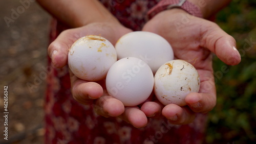 hands holding fresh, organic eggs in a vegetable garden.