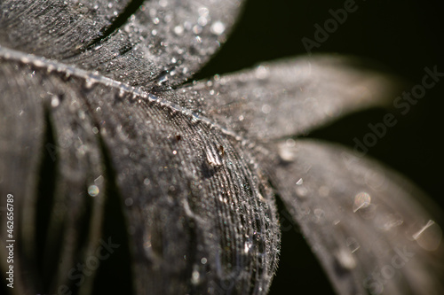 waterdrops on feather, black and white