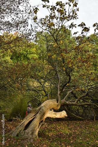 L arbre cass   et couch   aux Etangs Tenreuken    Watermael-Boitsfort 