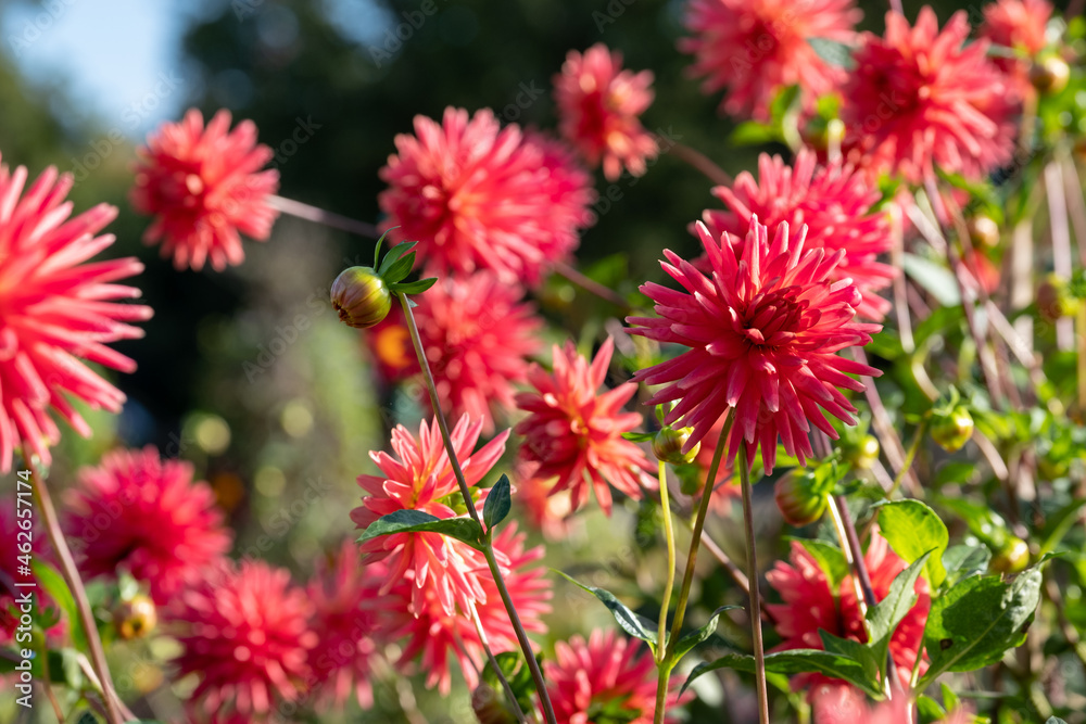 Stunning dahlia flowers photographed on a sunny day in late summer in a garden in Wisley, near Woking in Surrey UK Stunning dahlia flowers photographed on a sunny day in late summer in a garden in Wisley, near Woking in Surrey UK