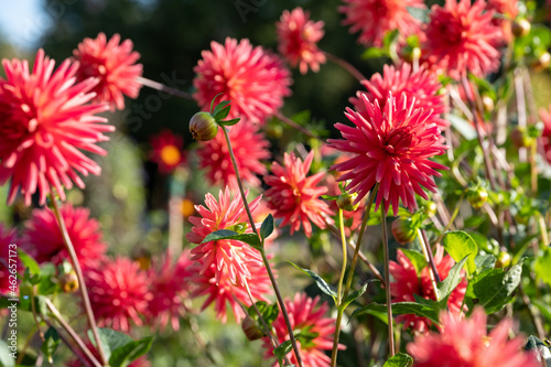 Stunning dahlia flowers photographed on a sunny day in late summer in a garden in Wisley, near Woking in Surrey UK