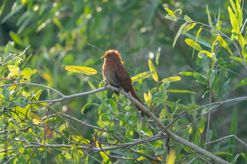 Squirrel cuckoo (Piaya cayana) photo