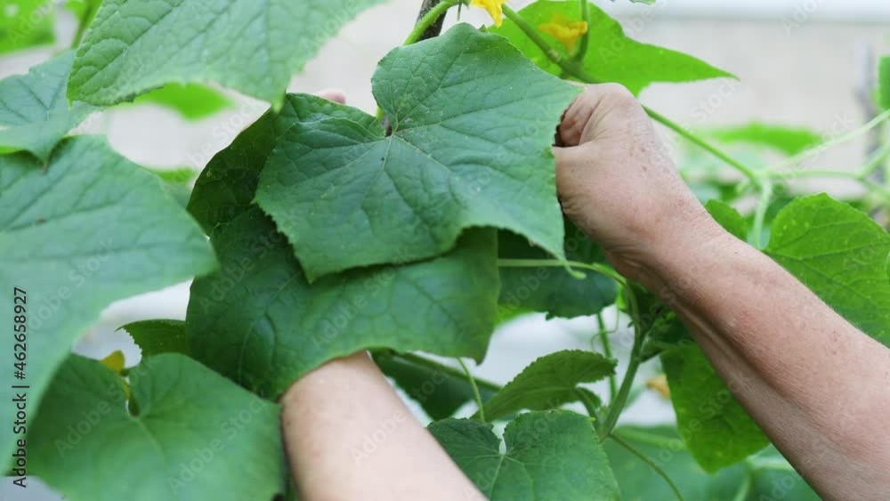 Woman hands working with plants, growing organic vegetables. Young cucumber plant in a vegetable garden Woman hands working with plants, growing organic vegetables. Young cucumber plant in a vegetable garden