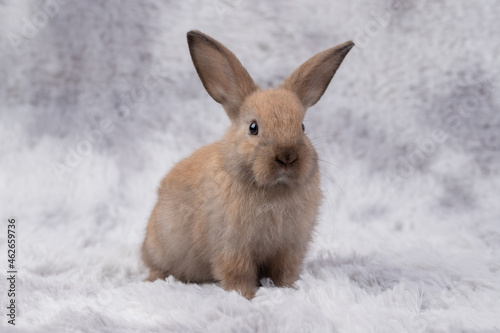 Brown rabbit sat on gray-colored carpet. Rabbits are small mammals. Fluffy hair all over the body, short round tail and long ears. © krumanop