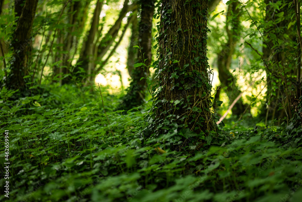 Detail of an ivy covered willow tree trunk in a forest, near Lügde, Teutoburg Forest, Germany