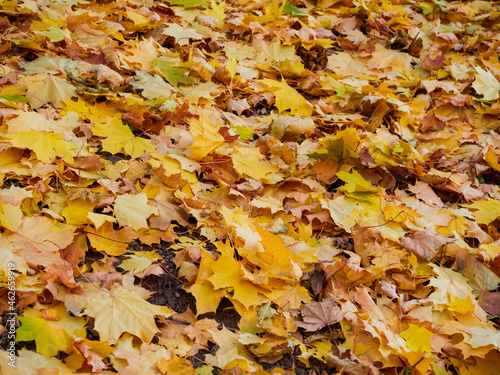 In autumn. Colorful maple leaves are lying on the grass