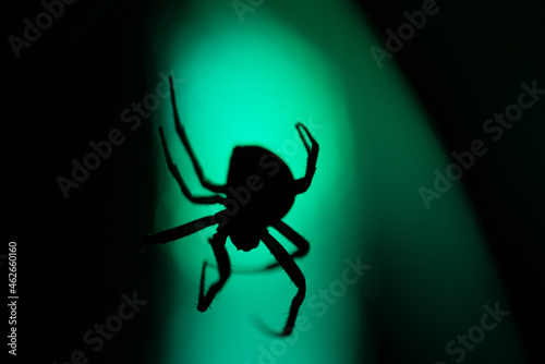 spider on a web with lights in the background