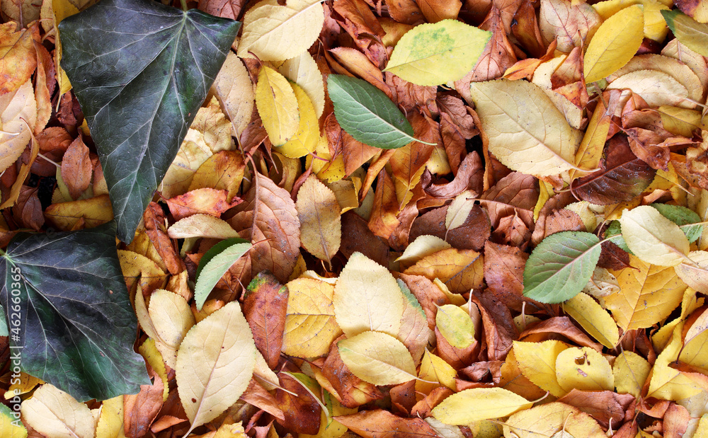 fallen autumn leaves on the ground fallen autumn leaves on the ground