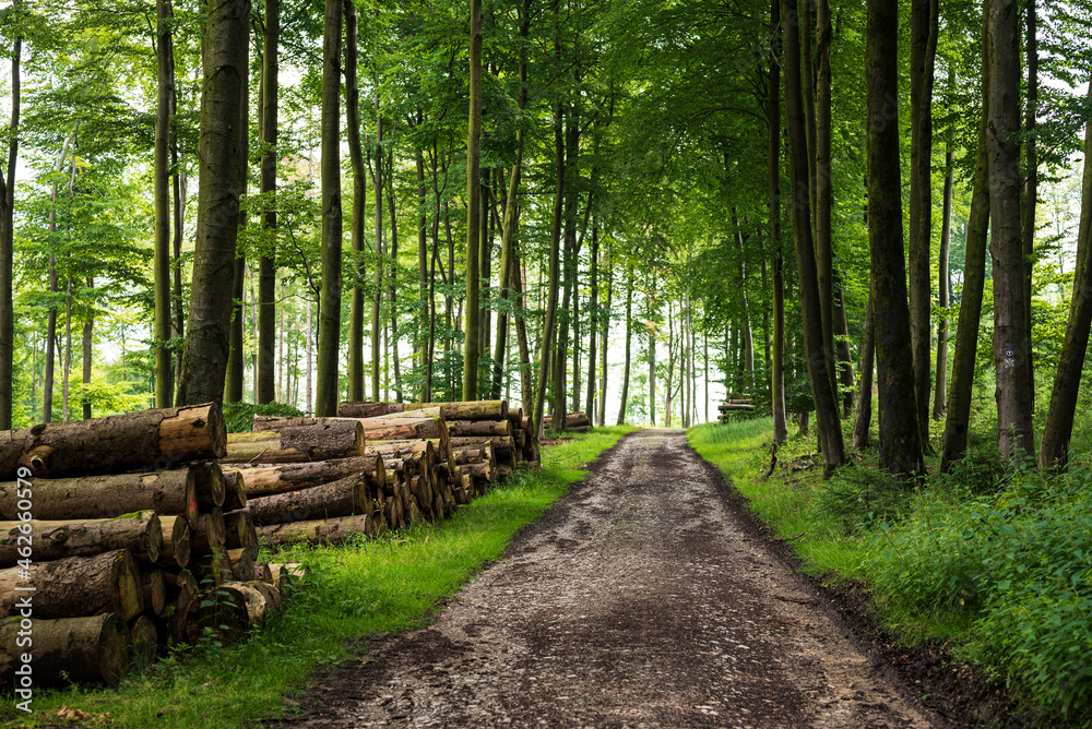 Forest road lined by wood piles and beech trees, Teutoburg Forest, North Rhine-Westphalia, Germany. Forest road lined by wood piles and beech trees, Teutoburg Forest, North Rhine-Westphalia, Germany.