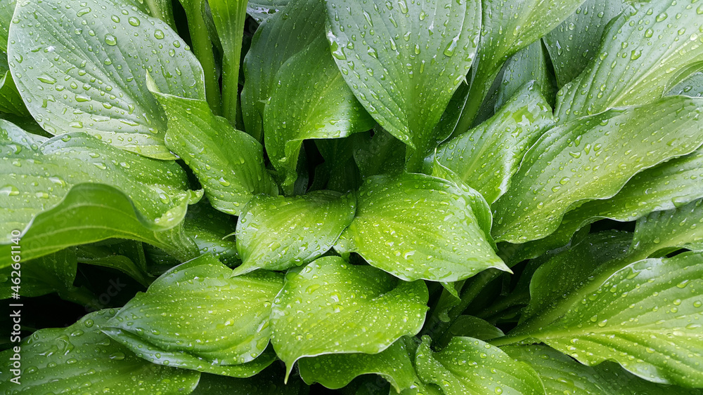 Fototapeta premium Large green hosta leaves covered with water drops