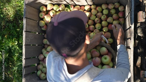 Overhead slow motion view of fruit picker pouring apples into large bin in an orchard.