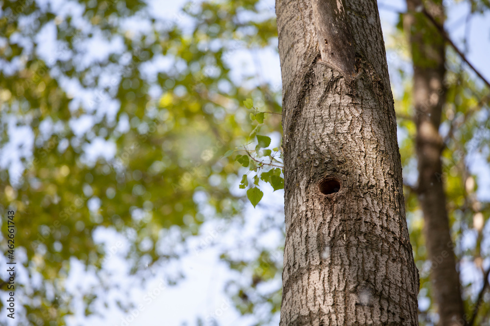 nido di picchio nel tronco d'albero nido di picchio nel tronco d'albero