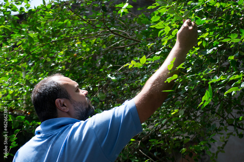 Young man harvesting pitanga (Eugenia uniflora) organically grown in an agroforestry system in the city of Rio de Janeiro, Brazil.