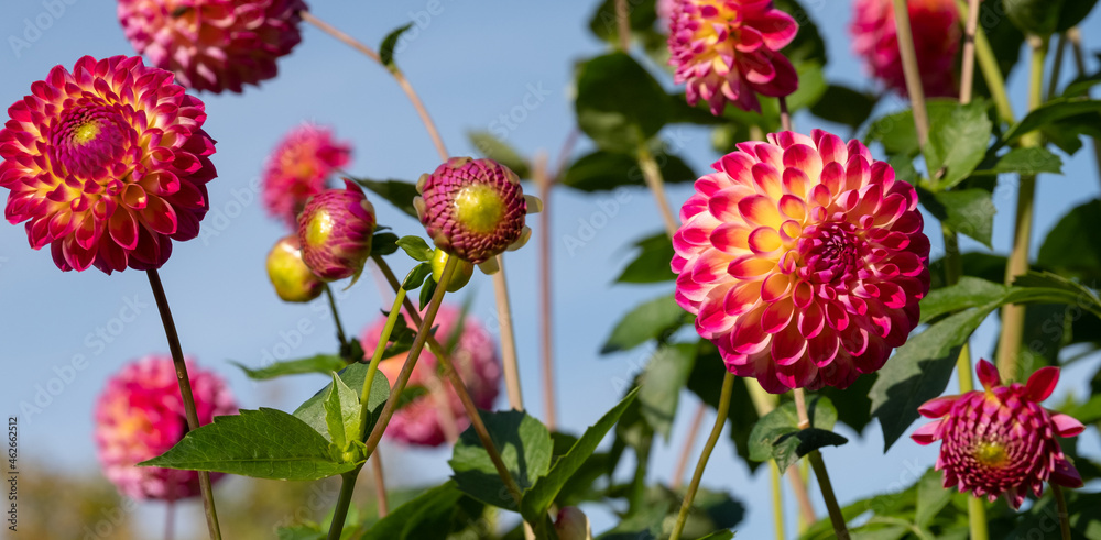 Stunning pink and yellow dahlia flowers by the name Hapet Daydream, photographed in a garden in Wisley, near Woking in Surrey UK. Stunning pink and yellow dahlia flowers by the name Hapet Daydream, photographed in a garden in Wisley, near Woking in Surrey UK.