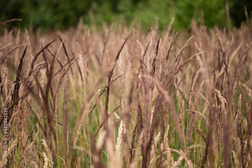 Close up of reddish grass in a woodland area, Weserbergland, Germany Close up of reddish grass in a woodland area, Weserbergland, Germany