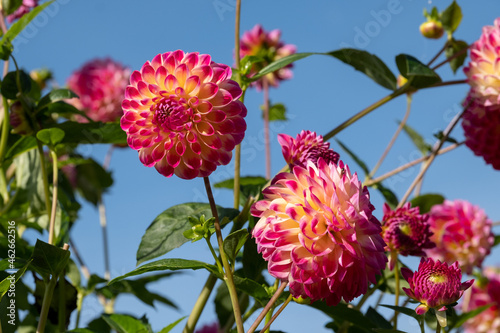 Fototapeta Naklejka Na Ścianę i Meble -  Stunning dahlia flowers photographed on a sunny day in late summer in a garden in Wisley, near Woking in Surrey UK