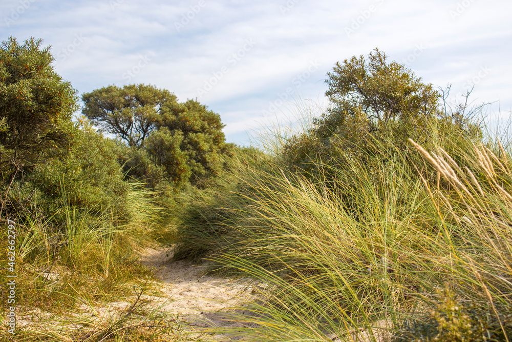 the dunes landscape in Haamstede, Zeeland, the Netherlands the dunes landscape in Haamstede, Zeeland, the Netherlands