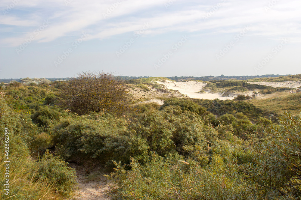 the dunes landscape in Haamstede, Zeeland, the Netherlands
