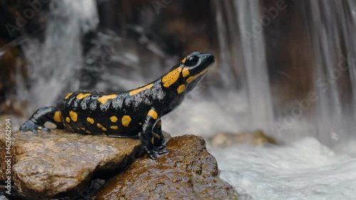 Fire salamander (Salamandra salamandra) in forest water stream