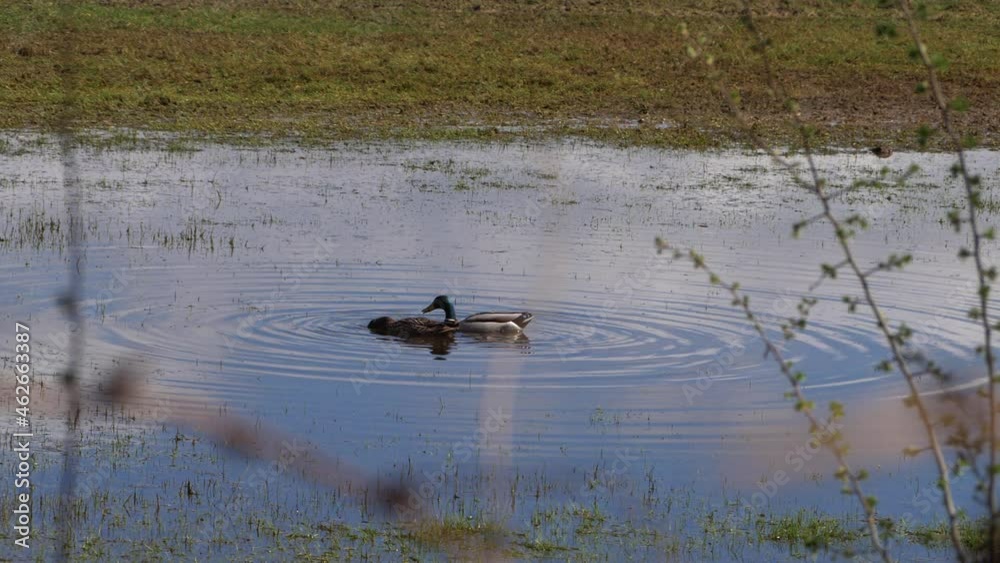 Duck and Mallard mating pair feed in marshland Duck and Mallard mating pair feed in marshland