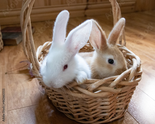 A White and Brown Flemish Giant Bunny in A Straw Basket