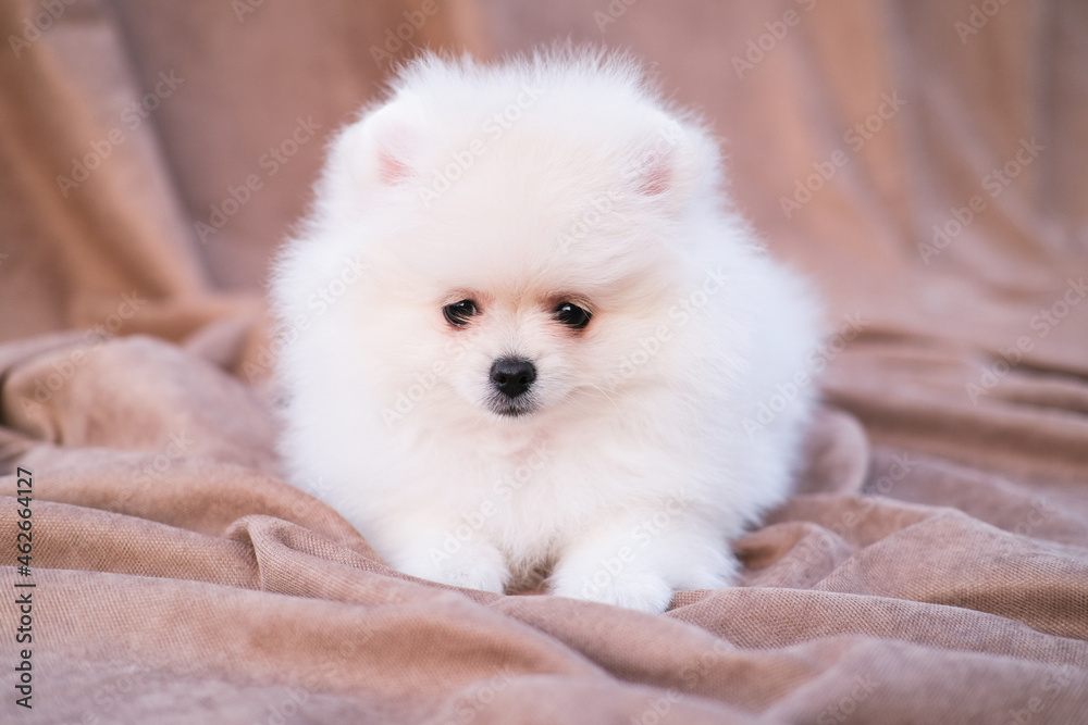 White pomeranian spitz cute White pomeranian spitz cute