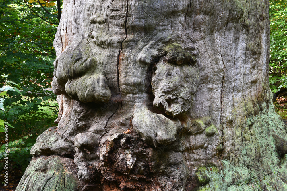 Alter Baumstamm im Urwald Sababurg Alter Baumstamm im Urwald Sababurg