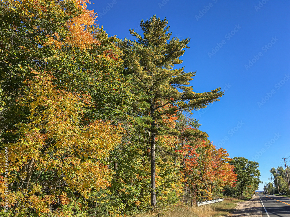 Fototapeta premium Colorful trees