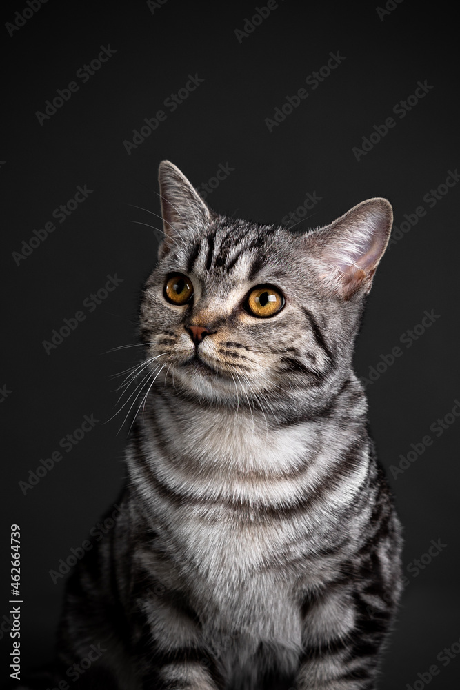 Cat portrait shoot in studio on black background