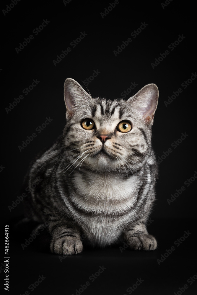 Cat close up portrait lying down isolatet on black background