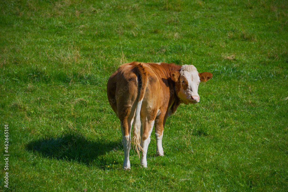 Rear view of a cow looking at the camera Rear view of a cow looking at the camera