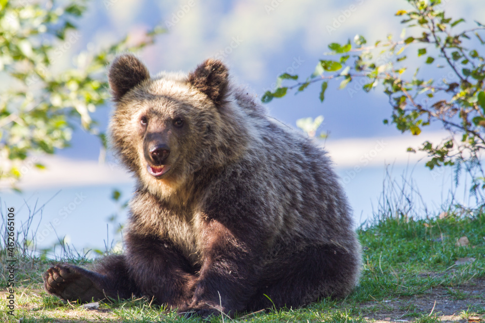 Fototapeta premium Young bear on a street in Romania