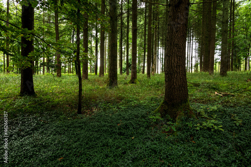 Mystic coniferous forest with moss-covered tree trunks and green overgrown forest floor in beautiful light, Bad Pyrmont, Weserbergland, Germany