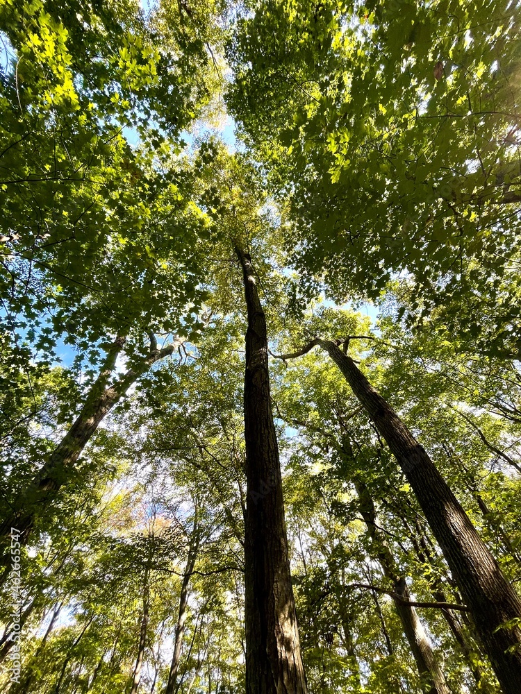 Obraz premium trees in the woods from below