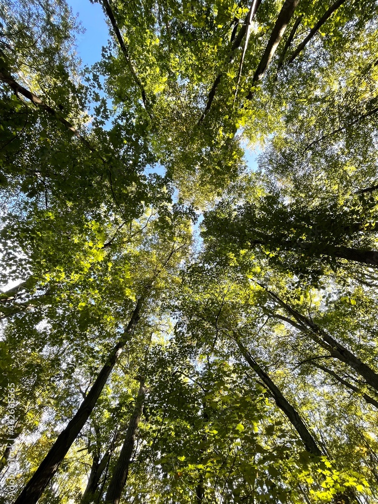 Fototapeta premium trees in the forest from below