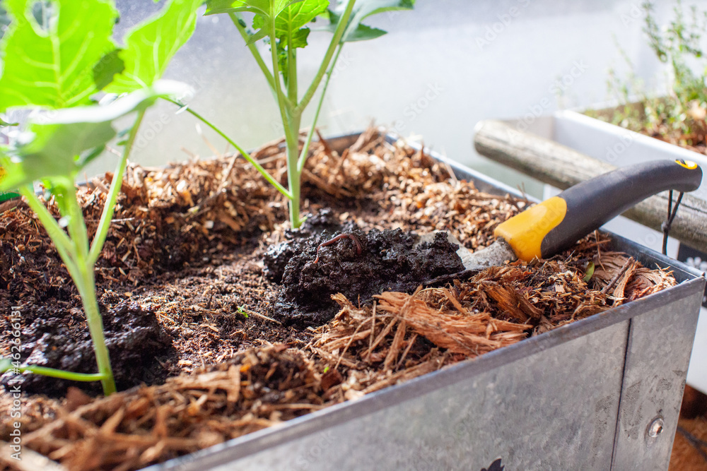 A garden shovel harvest's fresh worm castings from a
