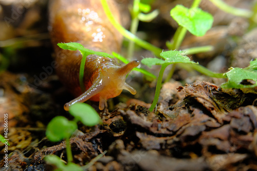 Common Garden Slug photo