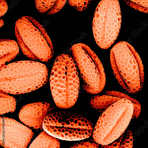 Bundle of chives pollen observed in a scanning electron microscope photo