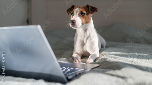 Smart dog jack russell terrier lies on the bed by the laptop. © Михаил Решетников