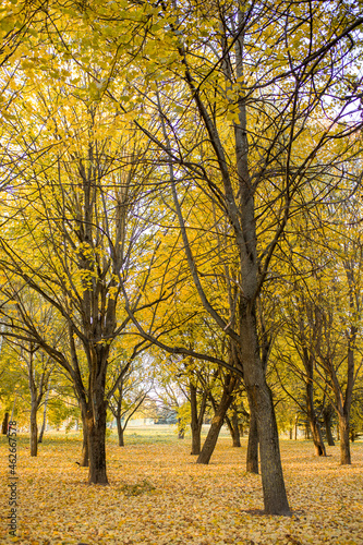 Autumn landscape, yellow autumn trees, autumn leaves close-up, trees in the park with yellow foliage.